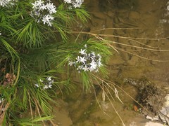 Amsonia hubrichtii