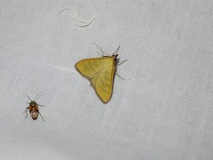 Mecyna flavalis