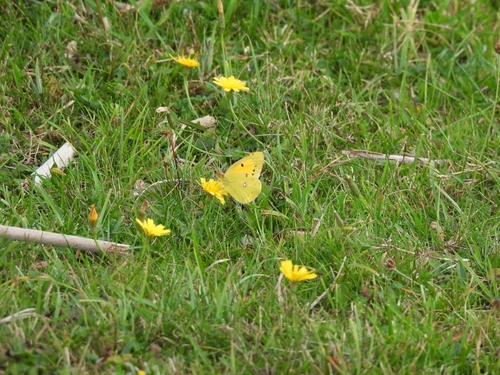 Clouded Yellow
