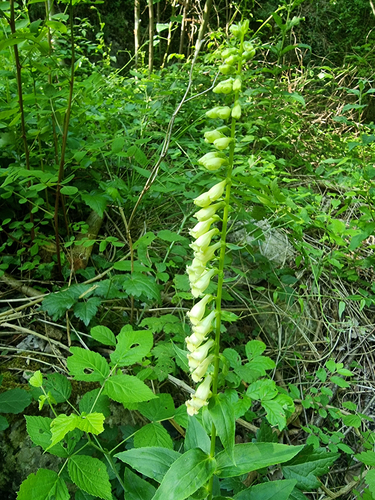 Digitalis lutea, photograph 1