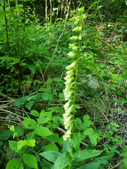 Digitalis lutea