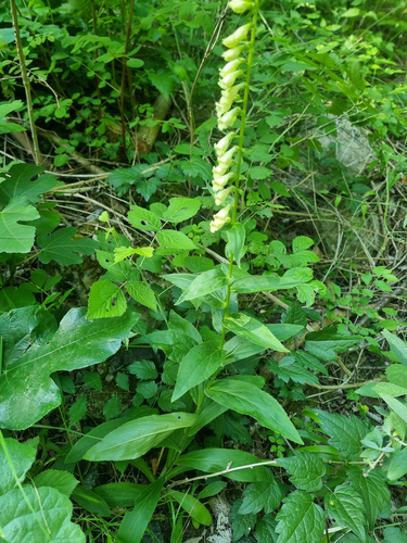 Digitalis lutea, photograph 2