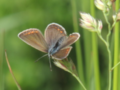 Polyommatus icarus