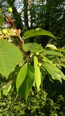 Prunus avium