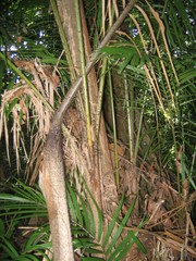 Cocoseae