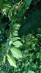 Prunus avium