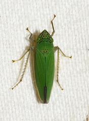 Draeculacephala inscripta