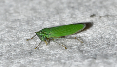 Draeculacephala inscripta