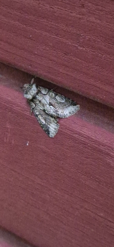Green-brindled Crescent