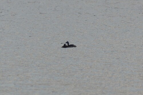 Great Crested Grebe