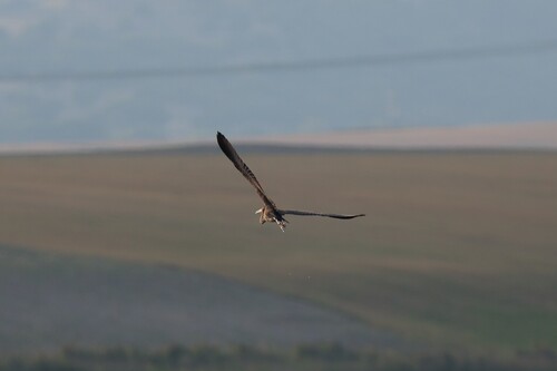 Purple Heron