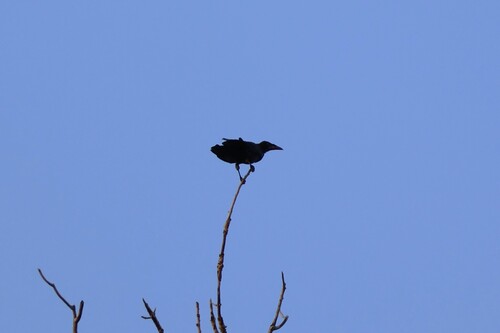 Rook