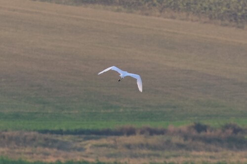 Great Egret