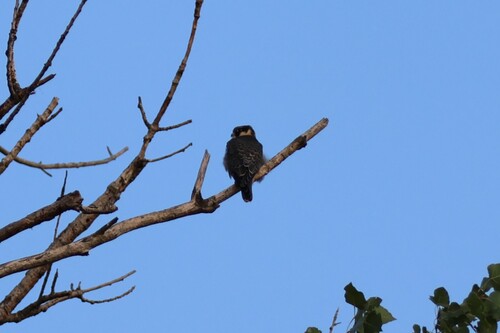 Eurasian Hobby