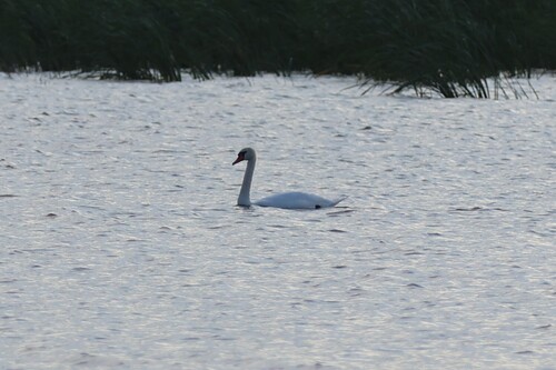 Mute Swan
