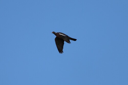 Common Wood-Pigeon