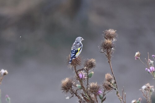 European Goldfinch