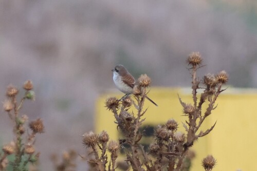 Red-backed Shrike