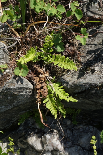 Polypodium sibiricum, photograph 5