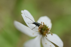 Oedemera flavipes