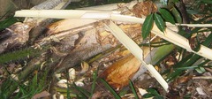 Cocoseae