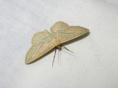Scopula virgulata