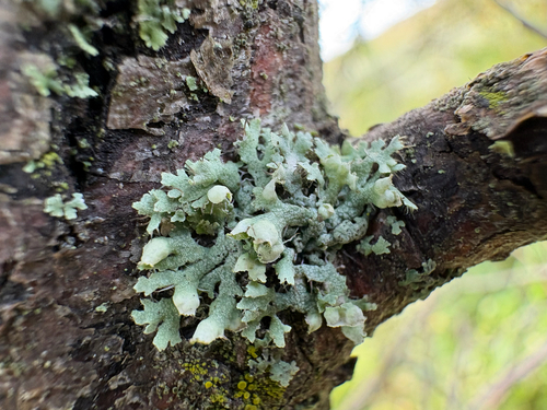 Hooded Rosette Lichen