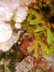 Tripterygion melanurus