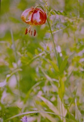 Lilium michiganense