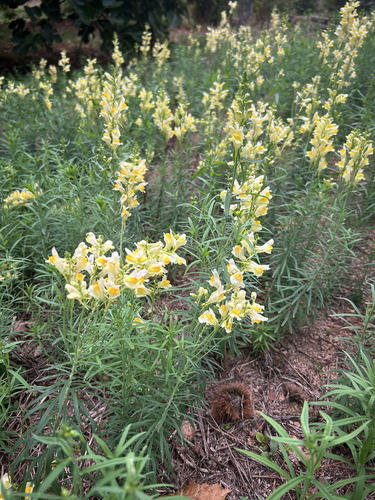 common toadflax