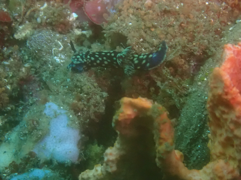 Crested Nembrotha