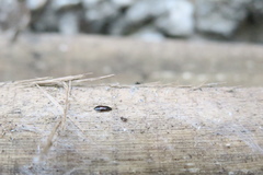 Coleoptera