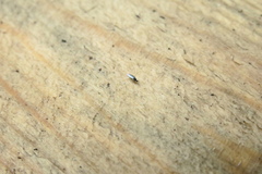 Diptera