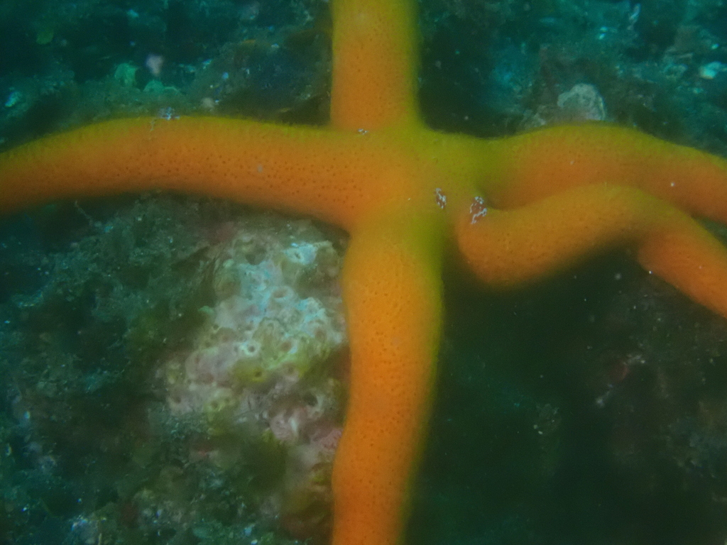 Luzon seastar