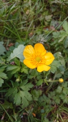 Ranunculus repens