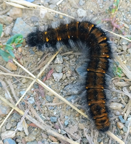 Fox Moth