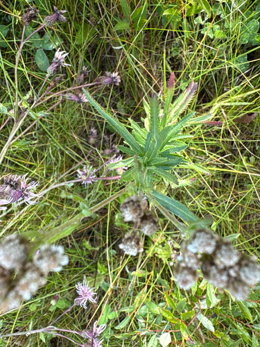 Siberian Yarrow