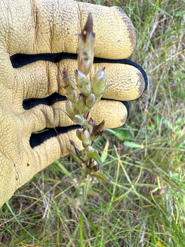 autumn gentian