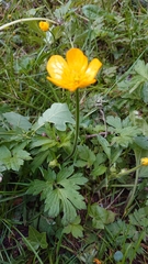 Ranunculus repens