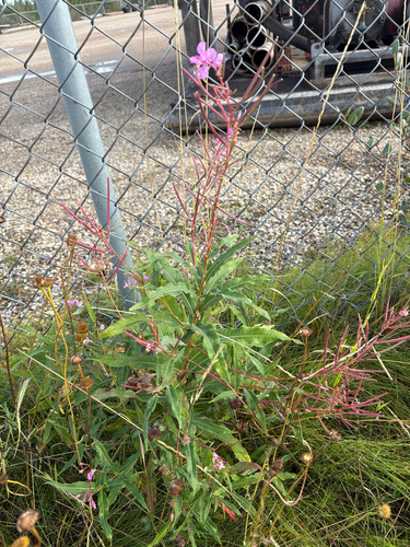 fireweed