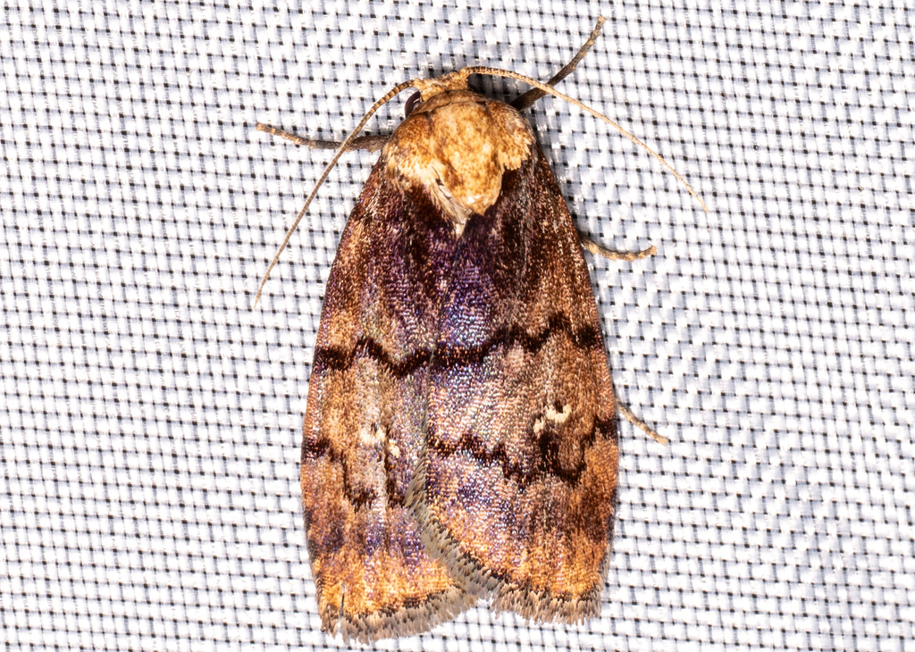 Siccia fasciata