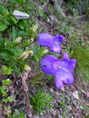 Campanula medium