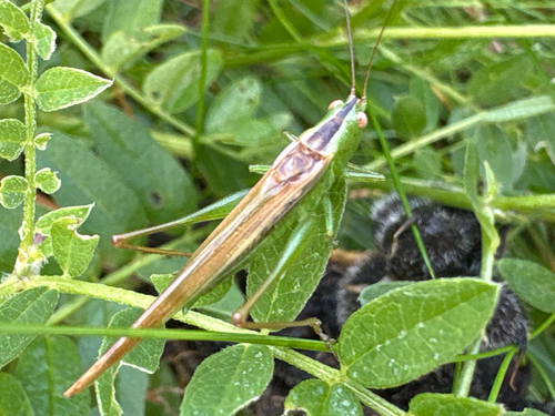 Slender Meadow Katydid