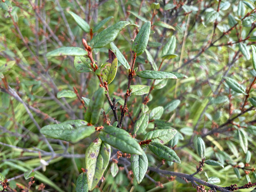 Canadian buffalo-berry