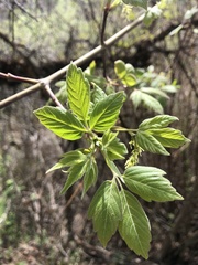 Acer negundo interius