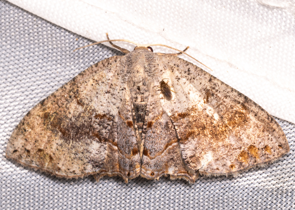 Dysaethria cinereella