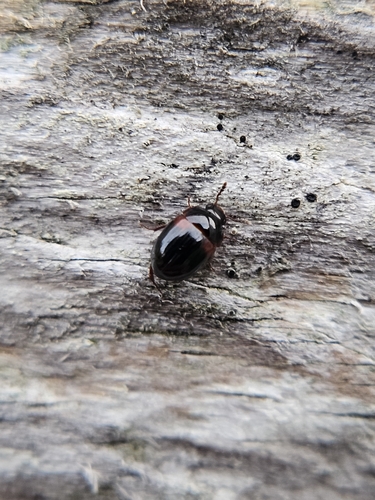Anisotoma humeralis