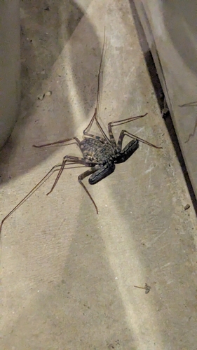 Common Whipspider