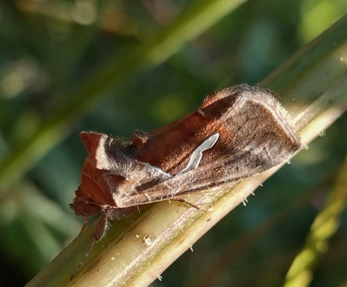 Dewick's Plusia