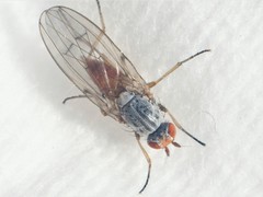 Tephrochlamys flavipes